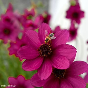 Cosmos Cherry Chocolate