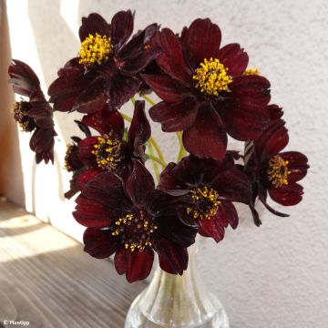 Cosmos chocolate Eclipse