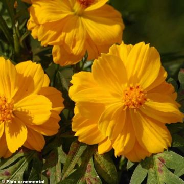 Cosmos sulphureus Cosmic Amarelo