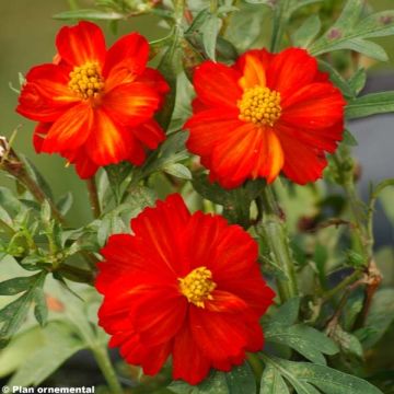 Cosmos sulphureus Cosmic Vermelho