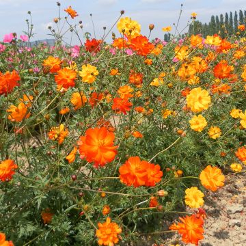 Cosmos sulphureus Polidor em sementes