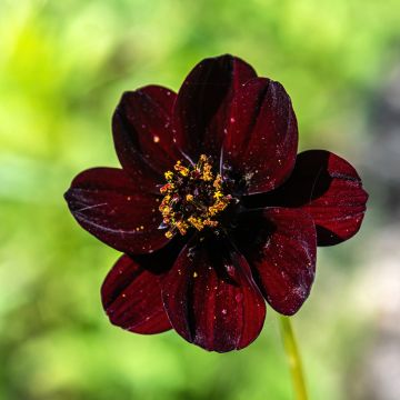Cosmos × Dahlia Mexican Black