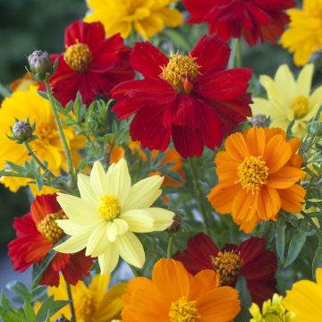 Cosmos sulphureus Brightness Mixed em sementes
