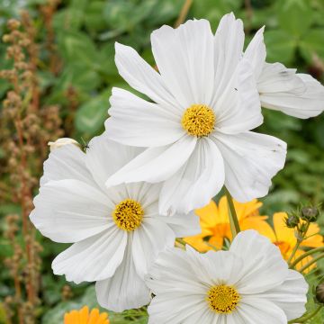 Cosmea Sonata Branco