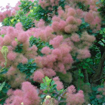 Cotinus coggygria Smokey Joe