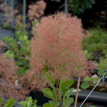 Cotinus coggygria - Árvore-da-peruca