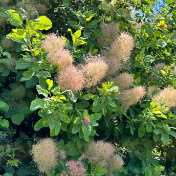 Cotinus coggygria - Árvore-da-peruca Cotinus coggygria - Árvore-da-peruca