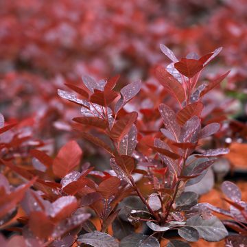 Cotinus coggygria Magical Purple