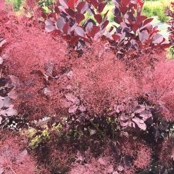 Cotinus coggygria Winecraft Black