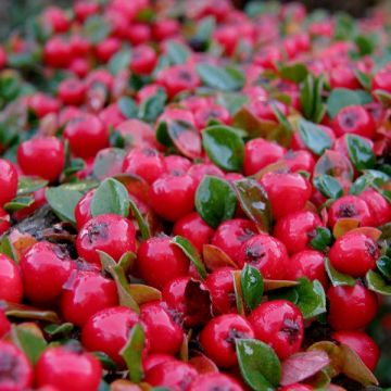 Cotonastro rasteiro Coral Beauty - Cotoneaster suecicus