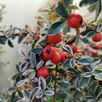 Cotonastro rasteiro Erlinda - Cotoneaster suecicus