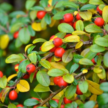Cotonastro rasteiro Eichholz - Cotoneaster dammeri Cotonastro rasteiro Eichholz - Cotoneaster dammeri