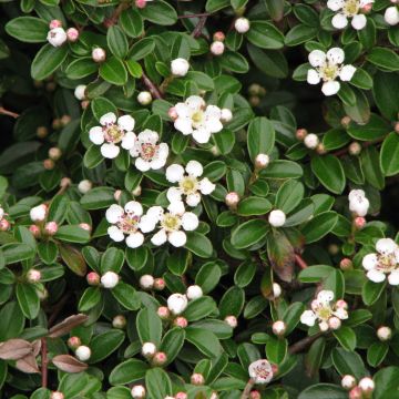 Cotonastro rasteiro Evergreen - Cotoneaster dammeri