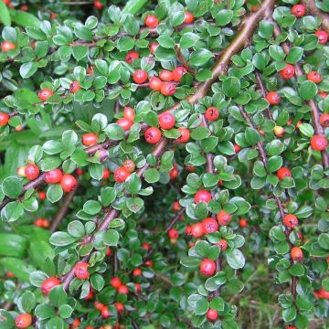 Cotonastro rasteiro Schoon - Cotoneaster dammeri