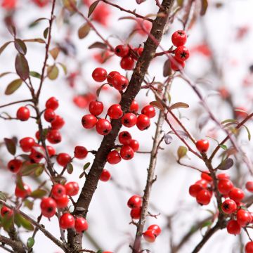 Cotonastro rasteiro Coral Beauty - Cotoneaster suecicus