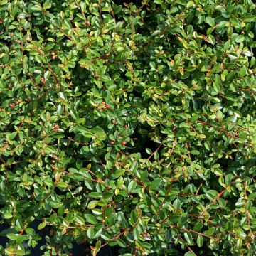 Cotonastro rasteiro Skogholm - Cotoneaster suecicus