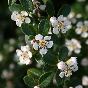 Cotonastro rasteiro Mooncreeper - Cotoneaster dammeri