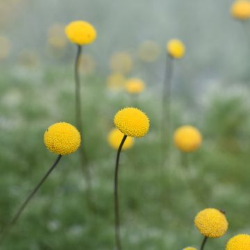 Cotula hispida Cotula hispida
