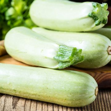 Abóbora Branca da Virgínia 3