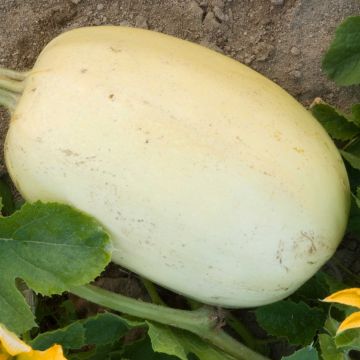 Abóbora espaguete vegetal