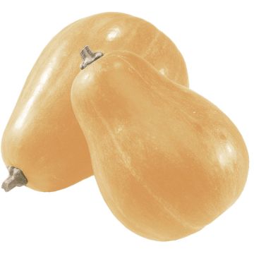 Abóbora Sucrine du Berry