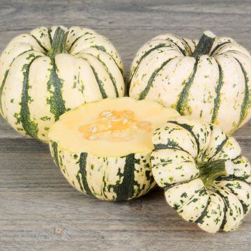 Abóbora Sweet Dumpling BIO - Patidou Abóbora Sweet Dumpling BIO - Patidou