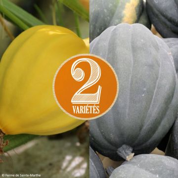 Abóbora Table Gold, Cornuda de inverno - Ferme de Sainte Marthe Bio
