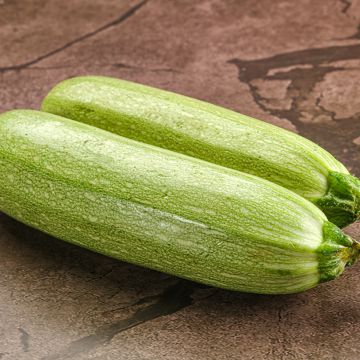 Courgette Amalthée F1 Bio