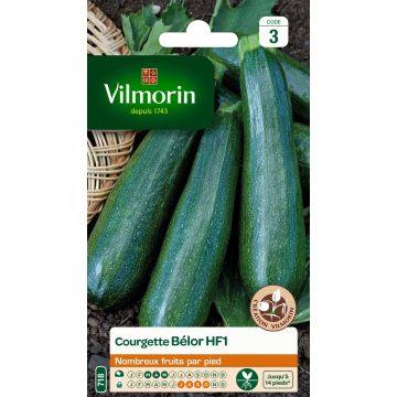 Courgette Belor F1 Vilmorin