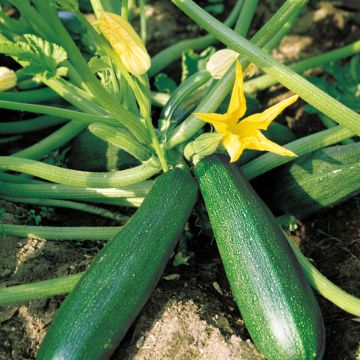 Courgette Belor F1 Vilmorin