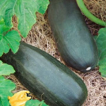 Courgette British Summertime F1 Courgette British Summertime F1