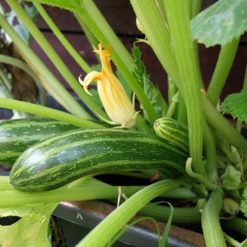 Courgette Coucourzelle - Ferme Sainte Marthe Bio