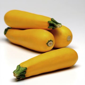 Courgette Easy Pick Gold F1 plantas jovens