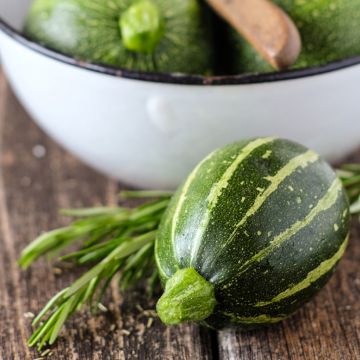 Courgette Eclipse F1 redonda