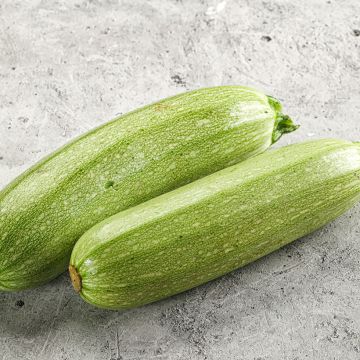 Courgette Genovese Bio
