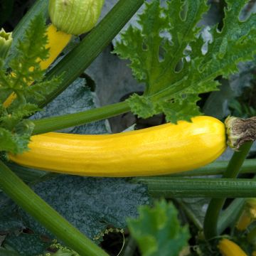 Courgette Gold Rush F1 amarela
