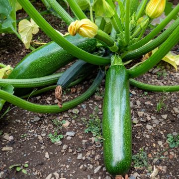 Courgette Kimber F1 em plantas jovens ENXERTADAS