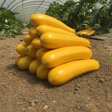 Courgette Lingodor F1 amarela