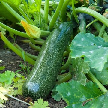 Courgette Midnight F1