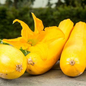 Curgete Ola Gabriella F1 BIO Curgete Ola Gabriella F1 BIO