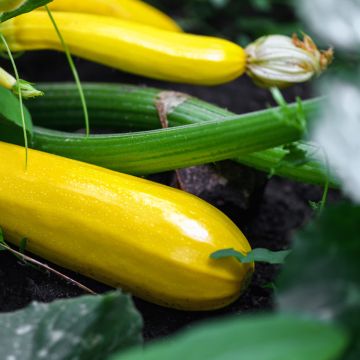 Courgette Soleil F1 amarela