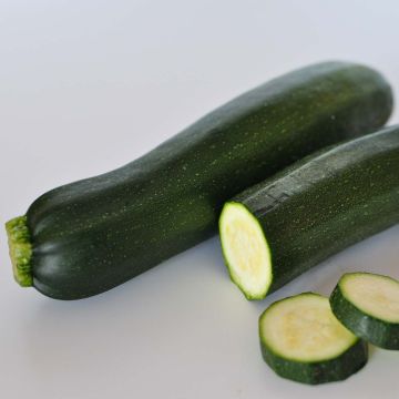 Courgette verde não trepadeira Bio para horta
