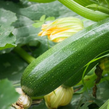Courgette verde não trepadeira Bio para horta
