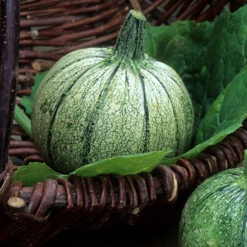 Courgette de Nice com fruto redonda - Ferme de Sainte Marthe Bio
