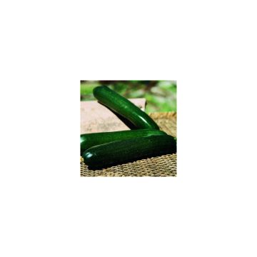 Courgette Baccara F1