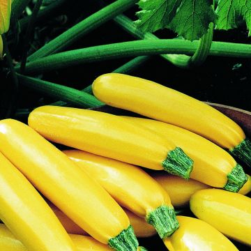 Courgette Parador F1 amarela