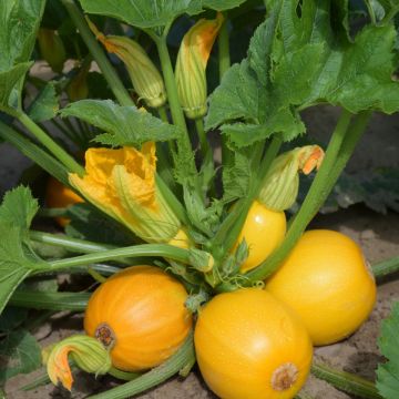 Courgette Midas F1 amarela