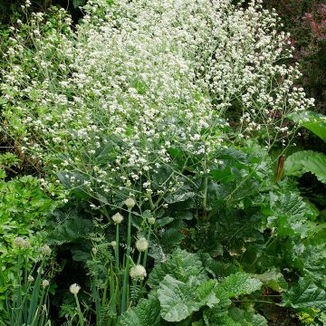 Crambe cordifolia Crambe cordifolia