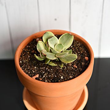 Crassula Money Maker - Planta-jade