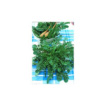 Agrião-da-terra perene